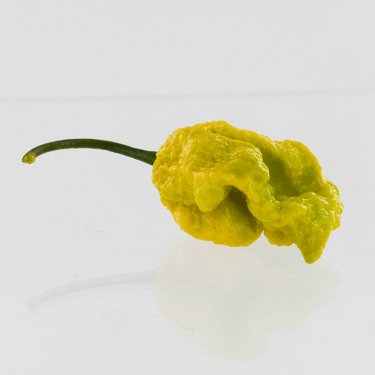 Golden Reaper Pepper Seeds - The Pepper Pantry (Formerly Marie Sharp's)